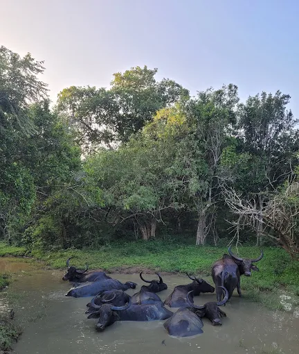 Kumana Safari From Arugam Bay