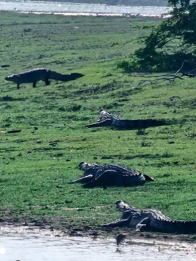 Best Time to Visit Kumana National Park