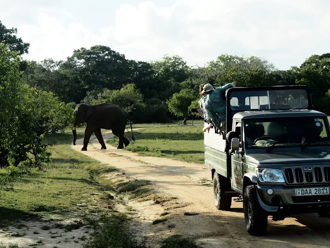 Best Time to Visit Kumana National Park