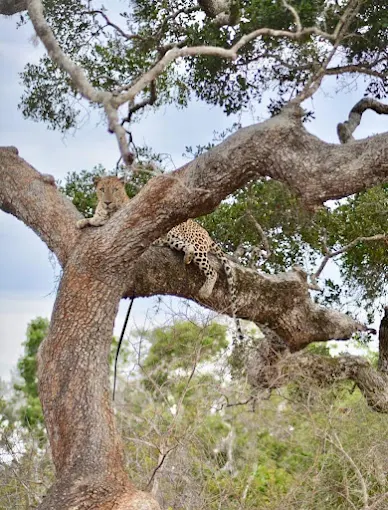 Kumana National Park Safari