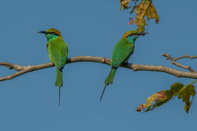 Kumana Bird Sanctuary