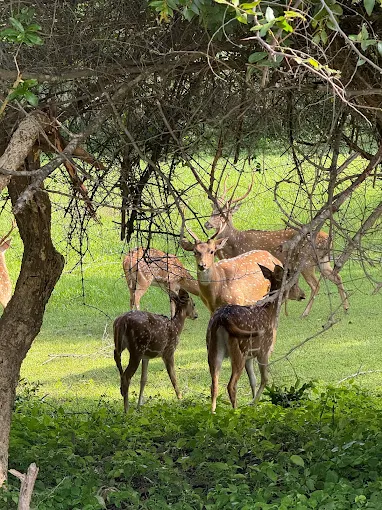 kumana safari booking