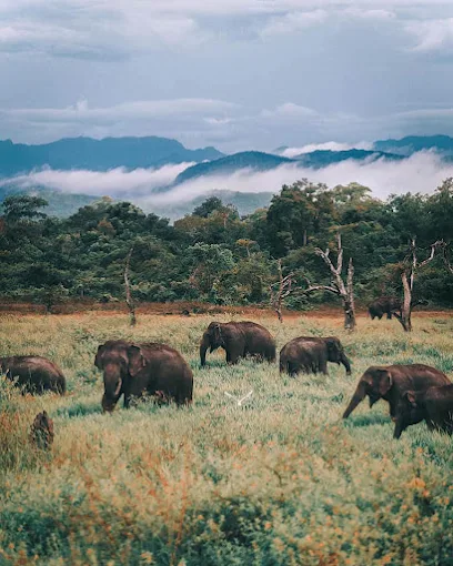 Kumana National Park Safari