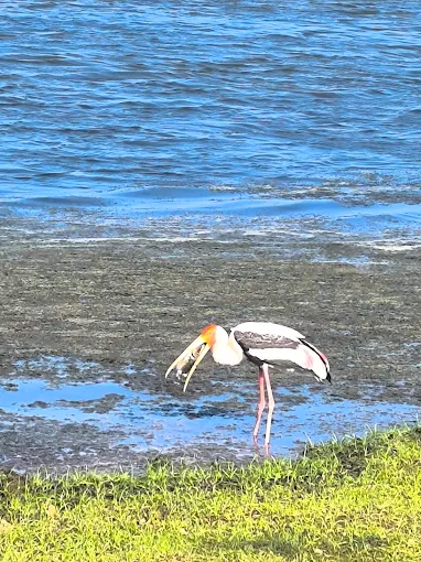 Best Time to Visit Kumana National Park