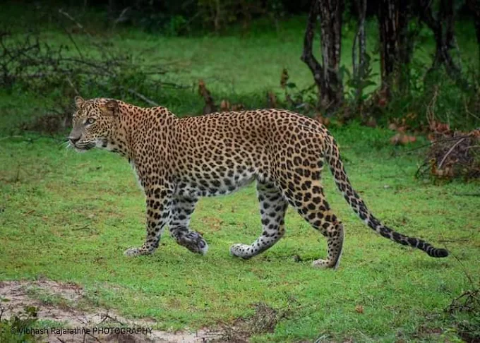 Kumana National Park Sri Lanka