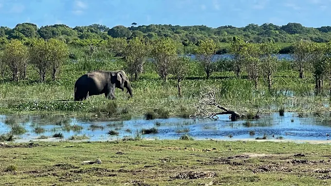 kumana safari park