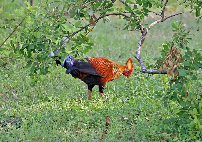 kumana safari
